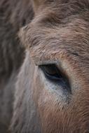 brown donkey eye close up