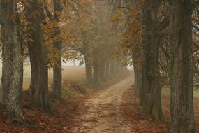 Trees Nature at Autumn