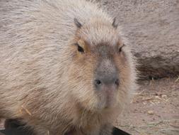 Capybara Rodent Albuquerque