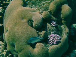 Coral Underwater Photography