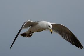 perfect Sky Sea Gull