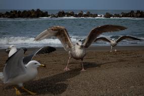 photo of seagulls with raised wings on the seashore