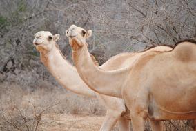 pair of walking camels in kenya