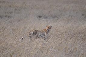 perfect Serengeti cat