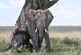 Elephant Serengeti Africa
