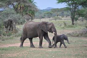 Elephant Baby Tanzania