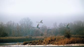 Landscape Winter Swans