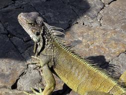 Ecuador Iguana Green