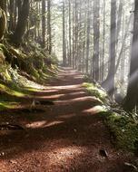 Woods Misty Path Rays Of Sun