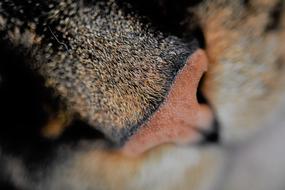 macro photo of a pink cat nose