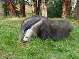 Beautiful, colorful and cute anteater on the grass near the trees