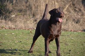 brown Dog, Labrador Standing