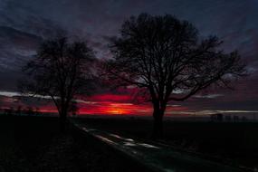Trees Road Sunset