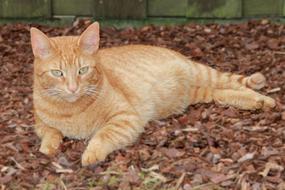 goodly Red Tomcat
