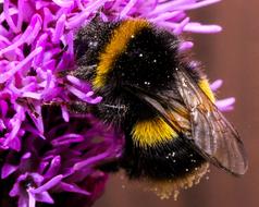 perfect Insect Nature