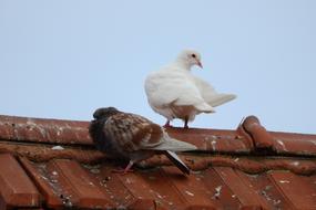 Pigeons The Breeding Of