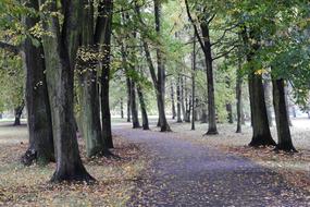 beautiful park with trees