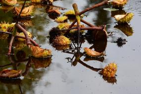 prickly nuts on a tree