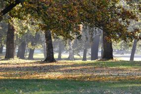 The Trees In Fall Autumn Park