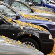 Yellow Leaves On The Hood