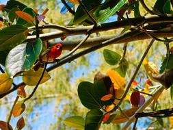 Red Bird Leaves Nature