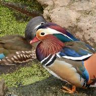 Mandarin An Ornamental