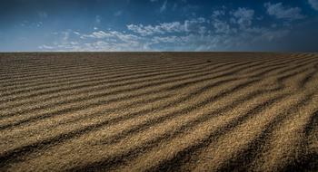 big yellow field