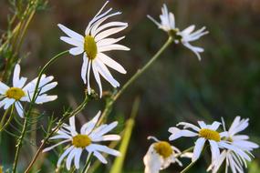 beautiful spring daisies in the field