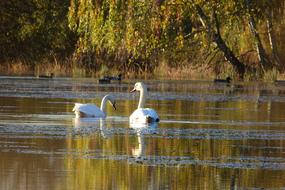 Swans On The Pond Swan Water-Level