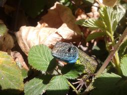 Beautiful green and blue lizard among the colorful leaves