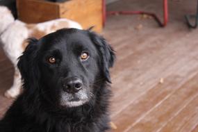 newfoundland dog is sitting on the floor
