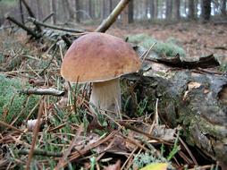 Mushrooms Mushroom Forest