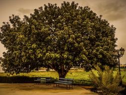 Tree Benches Lantern
