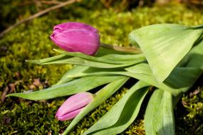 purple Tulip Flower on grass