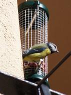 Parus Major Bird