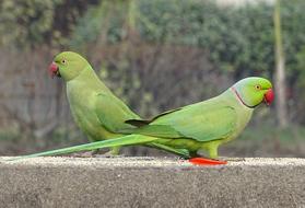 Birds Parakeet