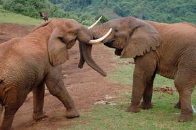 African Elephants In Aberdare Park