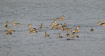 flock of indian whistling duck on water, india, goa