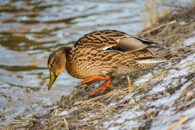 spotted mallard on the shore in the snow