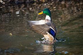 goodly Mallard Duck Platyrhynchos