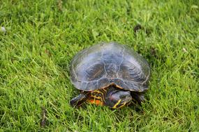 Turtle Nature Animals