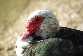 Duck barbarism Poultry