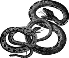 animals reptiles snakes vintage