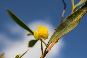 small Yellow Flower