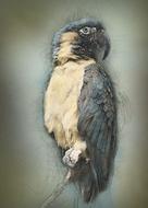 Parrot Exotic Bird drawing