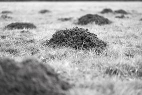 Molehill Earth on meadow