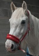 Horse Mare Head