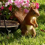 photo of a fluffy squirrel in a blooming garden