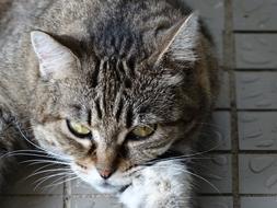 Feline Animal Cat
