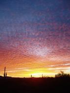 Organ Pipe Cactus at Sunset